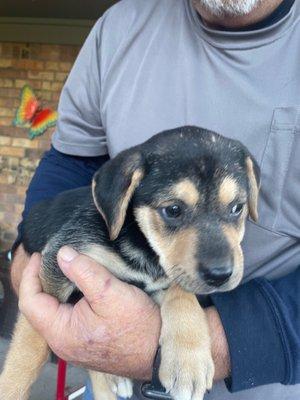 Sissy 2 months old white lab mix