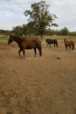 Wild Mustangs roam free on our private land