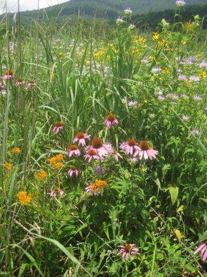 Meadow site