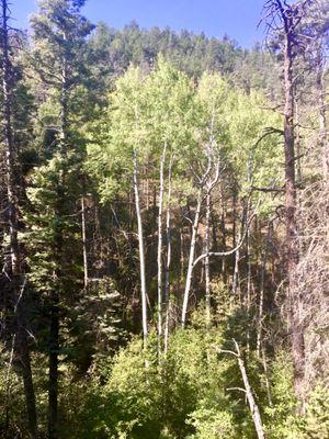 Aspen stand, lots of shade