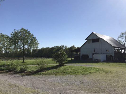 150 year old barn