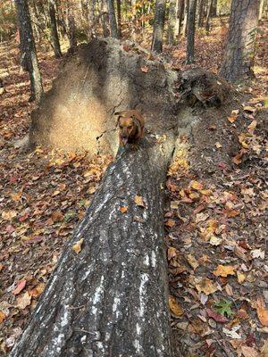 Hiking with fur kids