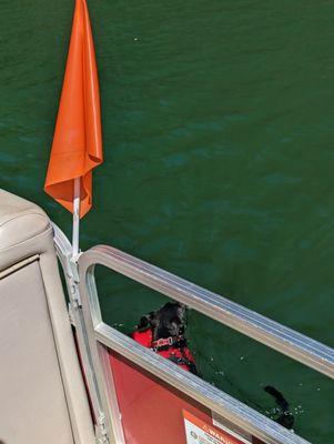 This is my dog's swimming off the side of the pontoon that we rented