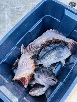 Ling Cod on top of Rock Fish