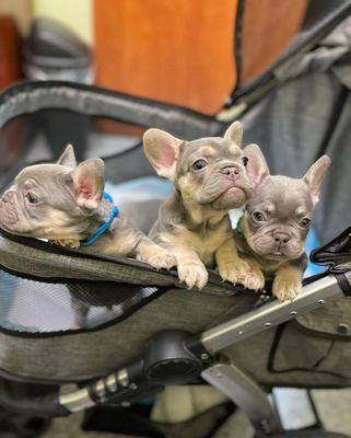 French bulldog puppies