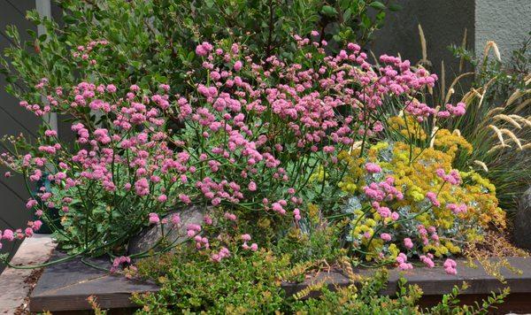 Various buckwheats and manzanitas in an Oakland front yard.