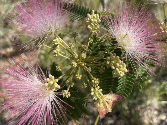 persian silk tree