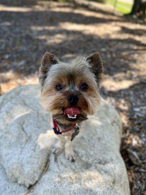 Loki got some fun in the park after his vet appt!