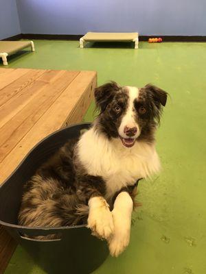 Neka loves the toy bin!