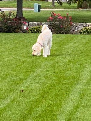 Pet friendly lawn care