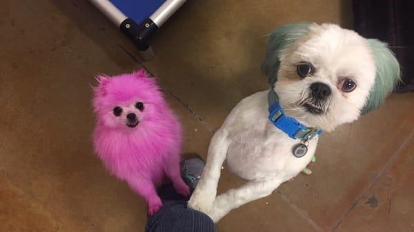 For stylist pups who need a color pick me up.