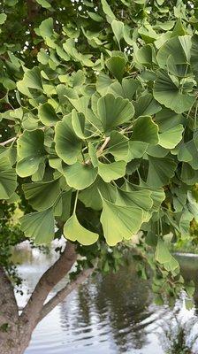 Ginkgo trees