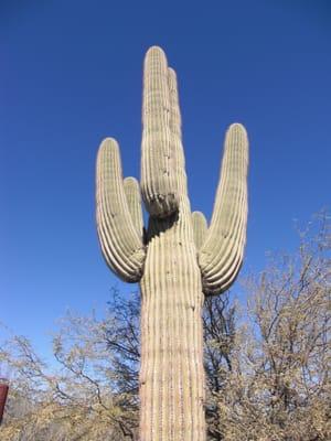 We have lots of Saguaro cacti in AZ!