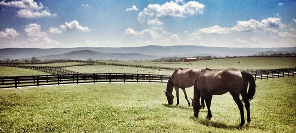 Horses everywhere!