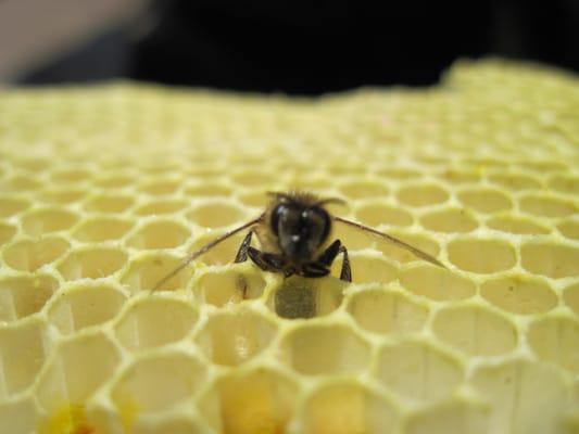 A rescued bee sits atop it's honeycomb.