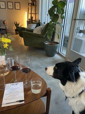 Best wine dog