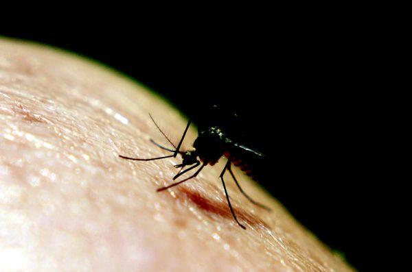 Effective Mosquito Reduction Treatments