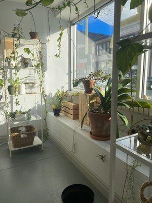 Entryway filled with plants