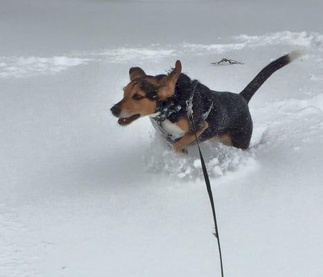 Copper LOVES to run in the snow!