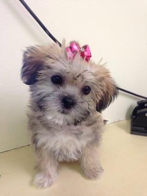 Very happy little girl after her first grooming!