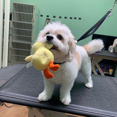 Sammy wants a groom with a toy please