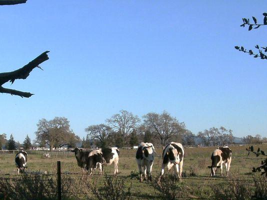 The cows from the nearby dairy.