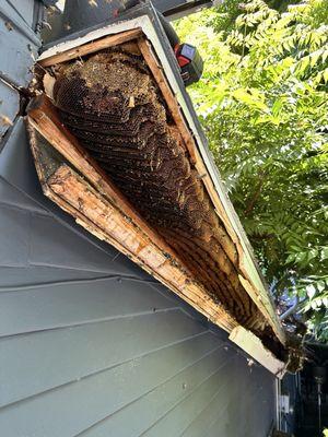 Bee hives underneath second story.