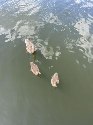 Ducks at the dock