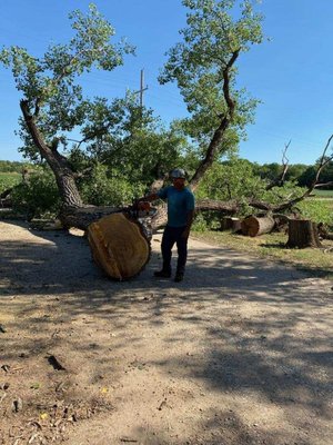 Large cottonwood that was struck by lightning. Removal was recommended.