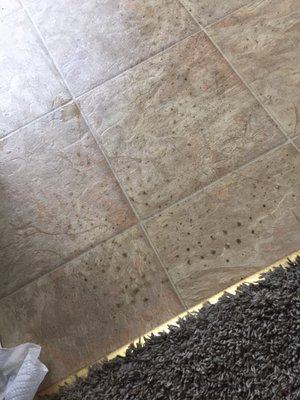 Wet dirt stain marks from shoes walking on wet carpet!