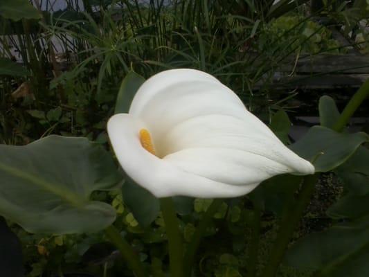 Northern Water Calla Lily