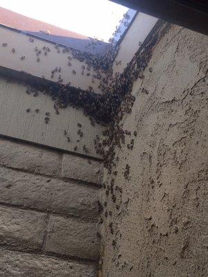 Bees in the wall before Superior Pest, haven't seen a bee since. Terrific job!