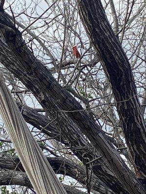 Cardinal by our soaking tub