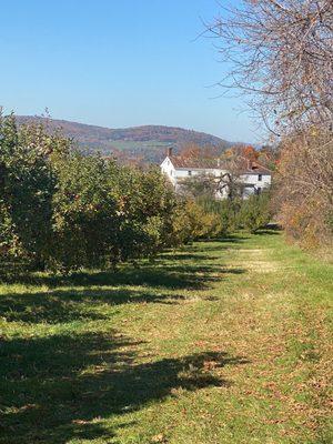 Gorgeous orchard, filled with awesome apples!