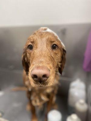 Bathes makes a puppy smell good