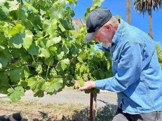 Dane inspecting the vines, summer 2022