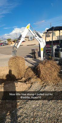 Tree stump removal