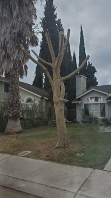 That's the tree that I got trimmed by Antonio thank you Great job