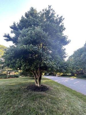 I don't like random branches sticking out AFTER trimming.