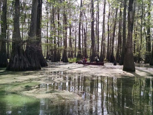 Swamp in Lake Martin