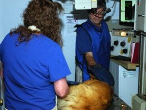 Greenbrier Animal Clinic