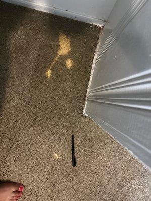 Bleach stains in carpet