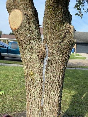 After placing a rod and siliconing the middle to not allow water in crack..to try and save this little live oak tree