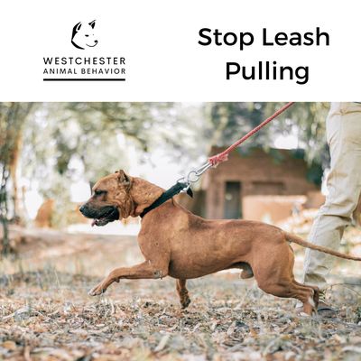 Westchester Animal Behavior