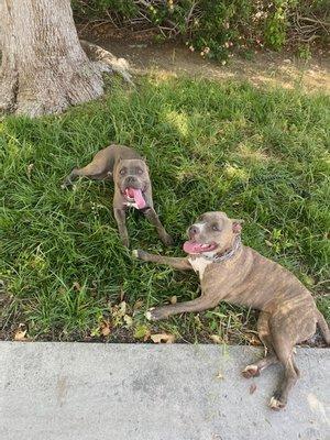 king & bonnie happy after a walk and play session!