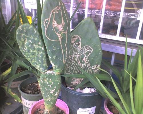 cacti outside the store