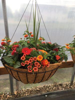 We custom plant large Coco baskets right here at the greenhouses!