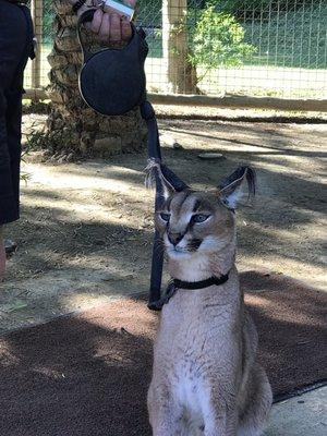 Up close with the caracal.