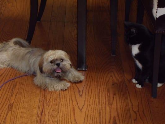 Nayla meets Cassie the dog training cat. She has learned not to chase the cat and has great manners now.