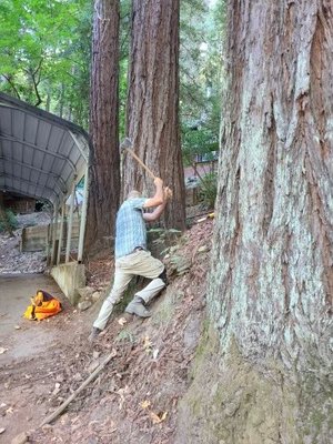 Searching for a monument buried deep within the root ball of these redwoods